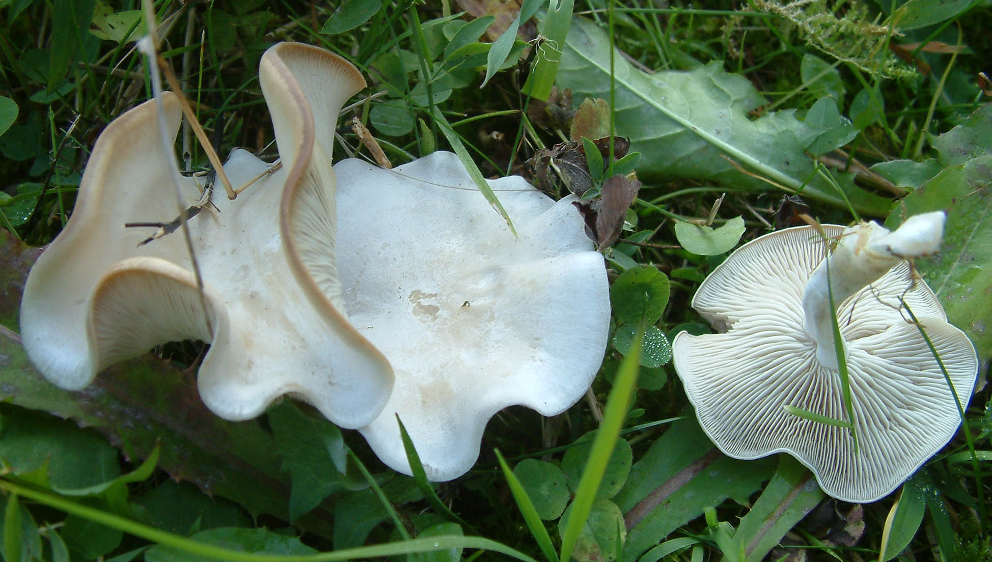 Cosa ha da fare un marinaio in montagna se non....